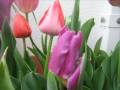 Apr�s la pluie