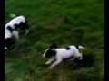 videos de Springer spaniel puppy