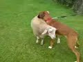 BOXER DOG FREYJA with ben the sheep