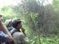 videos de Orangeheaded gROUND Thrush's call mimic by adeshji