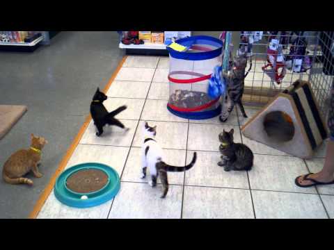 Catvertising