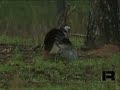 Awesome Turkey Footage