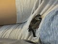 House Sparrow Snuggling