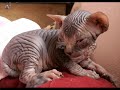 Blade sphynx Blade sphynx