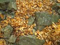 mid state trail hike:  tussey elevation changes