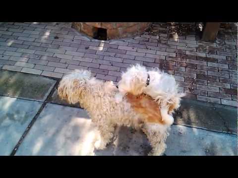 kutya sex -