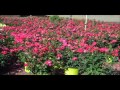Click here to watch this video Ton of Roses.County of Bucks PA PLANT SALE 215-249-1236 : orserlandscaping.com