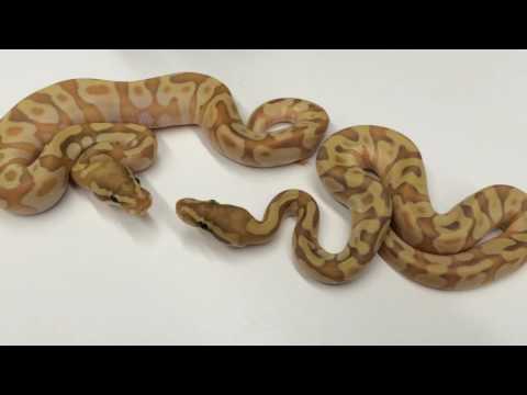 YouTube reptile video