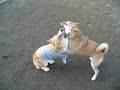柴犬動画