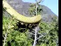Cobra snake largest in the world