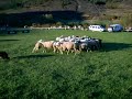 Rebeli�n en la granja