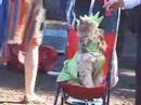 dog halloween parade part II