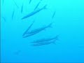 Wracktauchen mit �Nautic Dive� auf Lanzarote