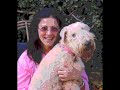 Stella - My Wheaten Terrier