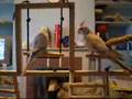 Budgie and cockatiel on play gym