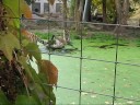 Tiger cubs playing in pond, Zoo Vienna