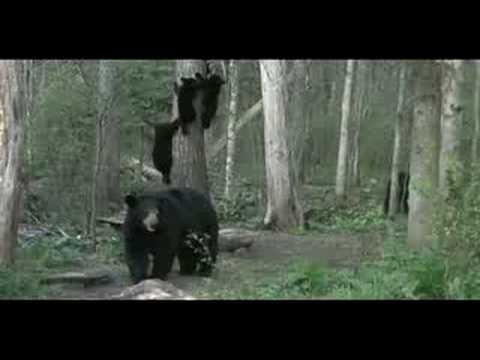 See video