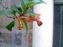 flower minute 18 flower minute 18