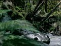 Giant crocodiles -Walking with Dinosaurs - BBC