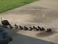 ducks! ducks!