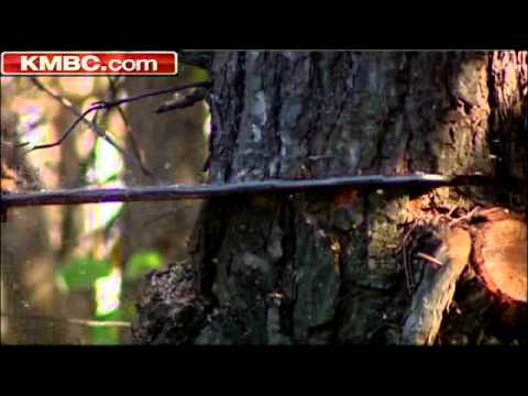 how to kill tree fungus