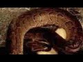 Feeding My African Rock Python Part 1