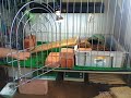 A regular day for a Russain Tortoise ロシアリクガメの一日
