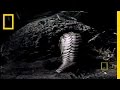 What in the World is a Pangolin?