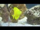 under the sea tank