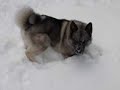 Odin the Norwegian Elkhound Playing in the Snow