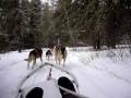videos de huskies racing towards base camp