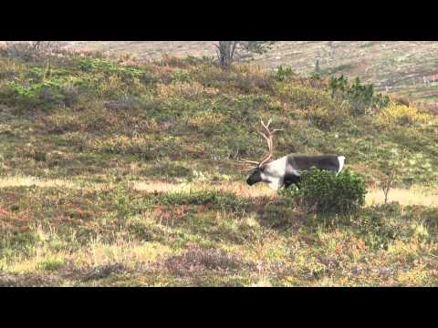 Reindeers in Lapland, Finland (HD-video)