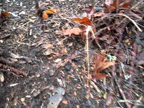 how to grow cyanescens