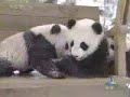 Panda babies
