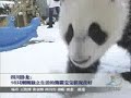 Panda babies
