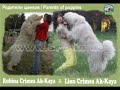Южнорусская овчарка - щенки из питомника