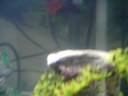 My Crowntail betta&BiOrb Update!
