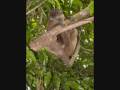 MADAGASCAR Nord-Ouest Partie 2