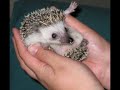 Mr.Winkles Mr.Winkles