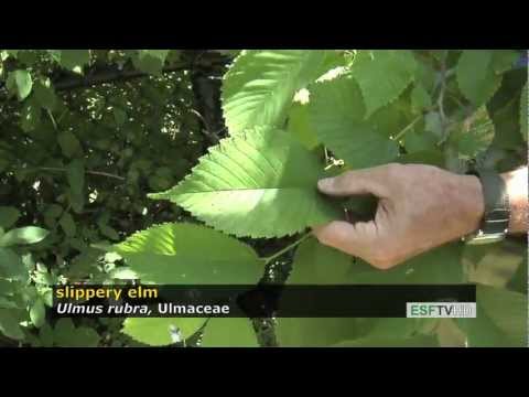 how to identify an elm tree