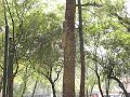 8.11-2009 el bosque spettacolo 2.MOV
