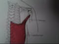 latissimus dorsi origin insertion latissimus dorsi origin insertion