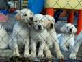 Lab Puppies for sale in Florida Lab Puppies for sale in Florida