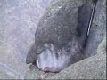 MARCAHUASI MARCAHUASI