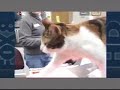 Kathleen Cochrane cat attack follow up