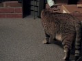 MillerTime 2008, 3CoolKats Ep. 50
