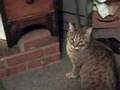 MillerTime 2008, 3CoolKats Ep. 50