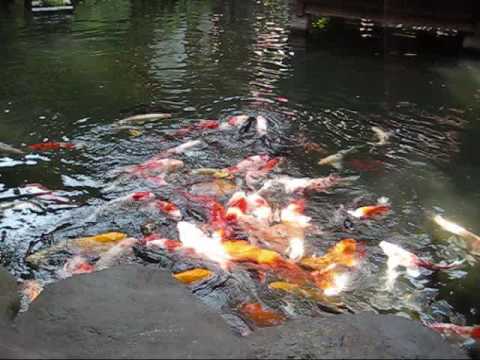 gint koi