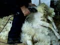Zeeuwse Schaapskudde - Schapen scheren 2007