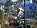 Giant pandas in Taipei zoo